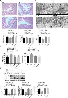 Bacillus amyloliquefaciens attenuates the intestinal permeability, oxidative stress and endoplasmic reticulum stress: transcriptome and microbiome analyses in weaned piglets